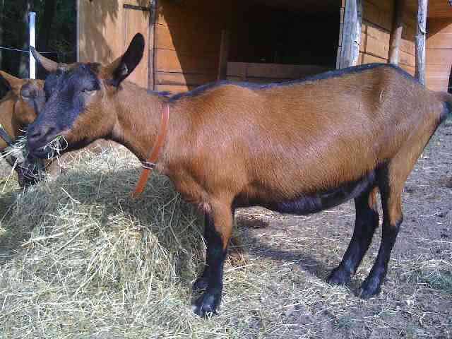 Чешская порода коз: фото и описание
