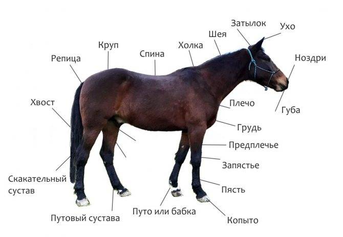 Что такое круп у лошади?