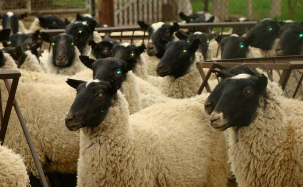 Содержание и разведение овец в личном хозяйстве