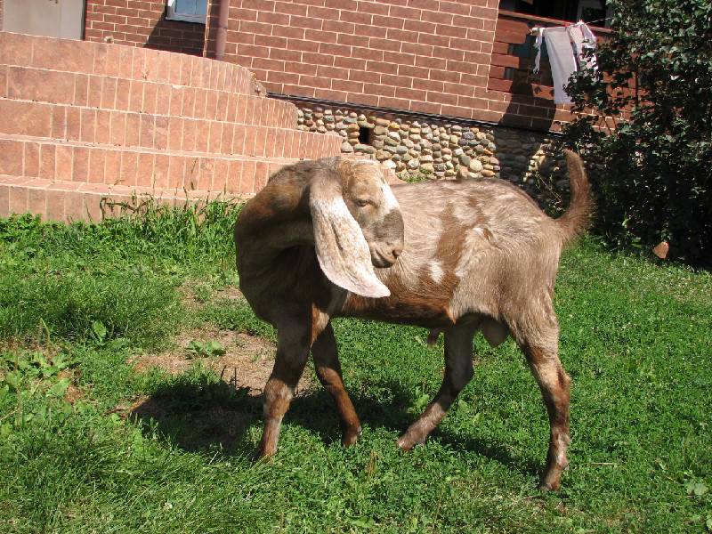 Нубийская порода коз: характеристика, описание, фото :: syl.ru