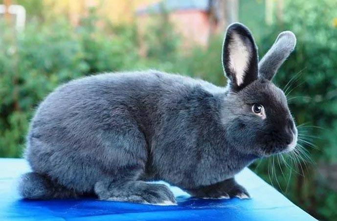 Венский голубой кролик: характеристика, содержание и уход