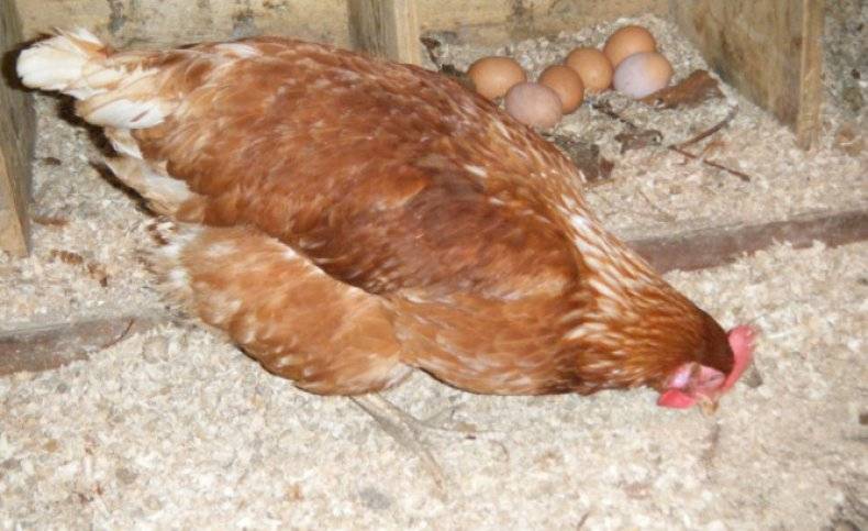 Какие куры несут крупные яйца?