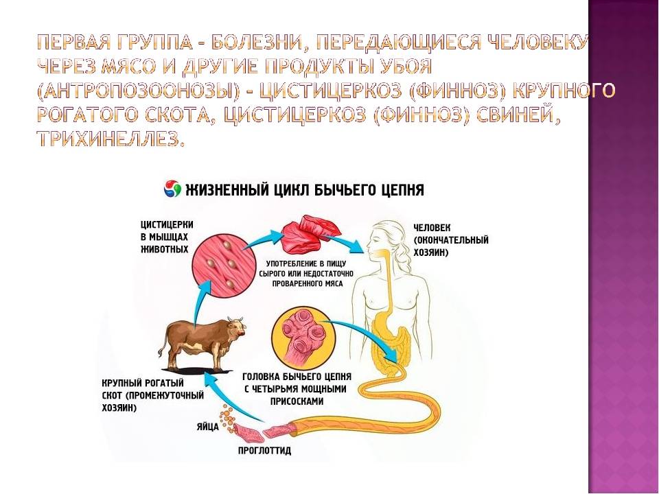Клостридиоз у крупного рогатого скота - лечение и профилактика | beleka.by
