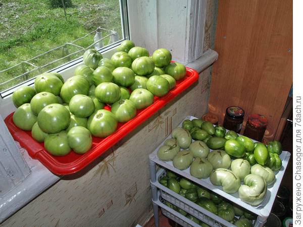 Как дозаривать помидоры в домашних условиях | садоводство и огородничество
