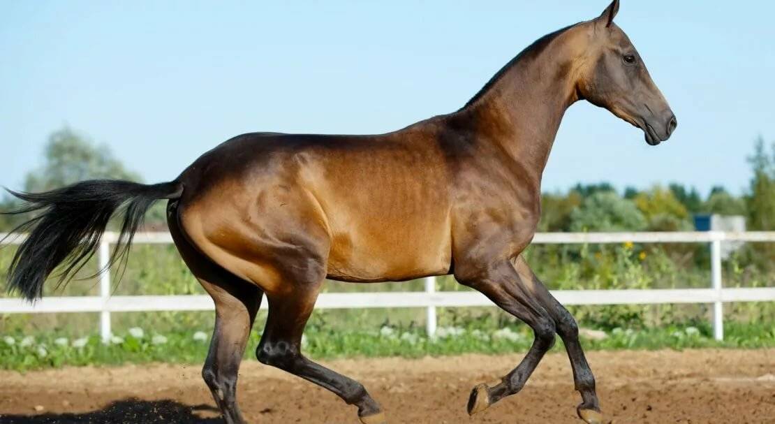 Экстерьер и особенности характера ахалтекинской лошади