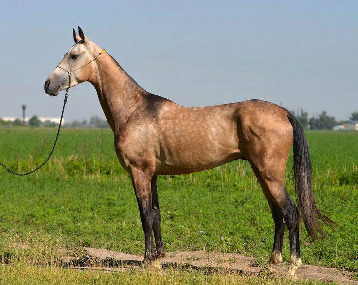 Ахалтекинская лошадь: исторические сведения, внешний вид и особенности содержания породы