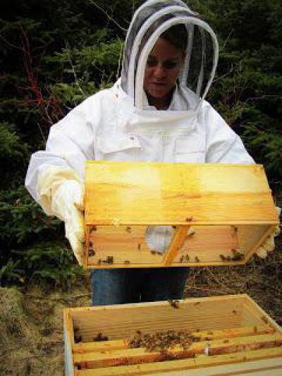 Кормушки для пчёл | начинающему пчеловоду