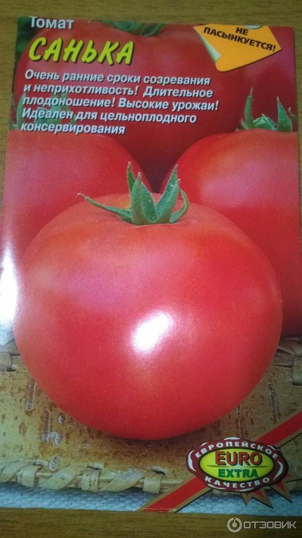 Сорт помидоров санька: когда сажать семена на рассаду, выращивание и уход