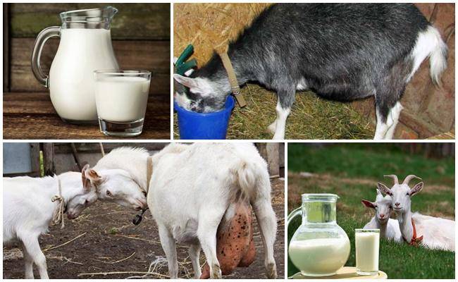 Почему горчит молоко у коровы, как избавиться от горечи