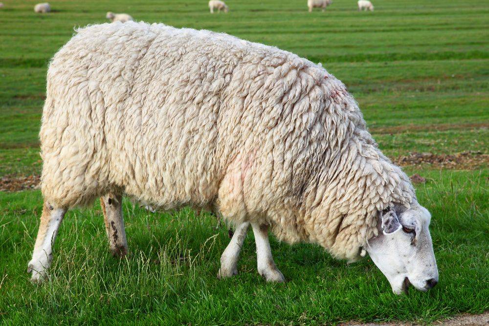 Куйбышевская порода овец: описание и разведение - подробная информация!