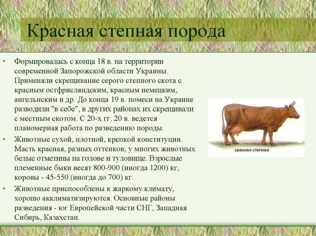 ᐉ красная степная порода коров: характеристики и описание - zooon.ru