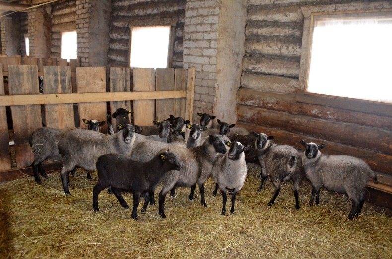 Романовские овцы: характеристика, продуктивность, особенности разведения и содержания (95 фото + видео)