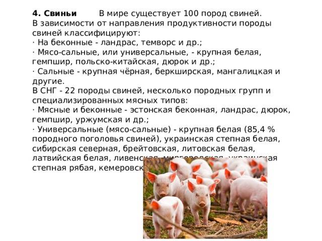 Породы свиней - свиноводство - животноводство - собственник