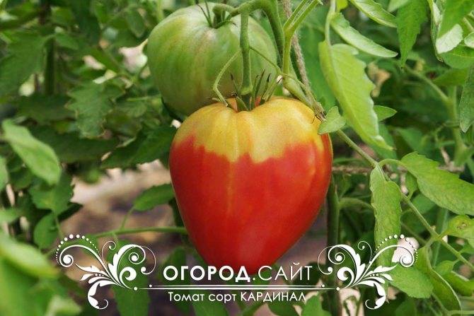 Сорт томата кардинал: описание и советы по выращиванию