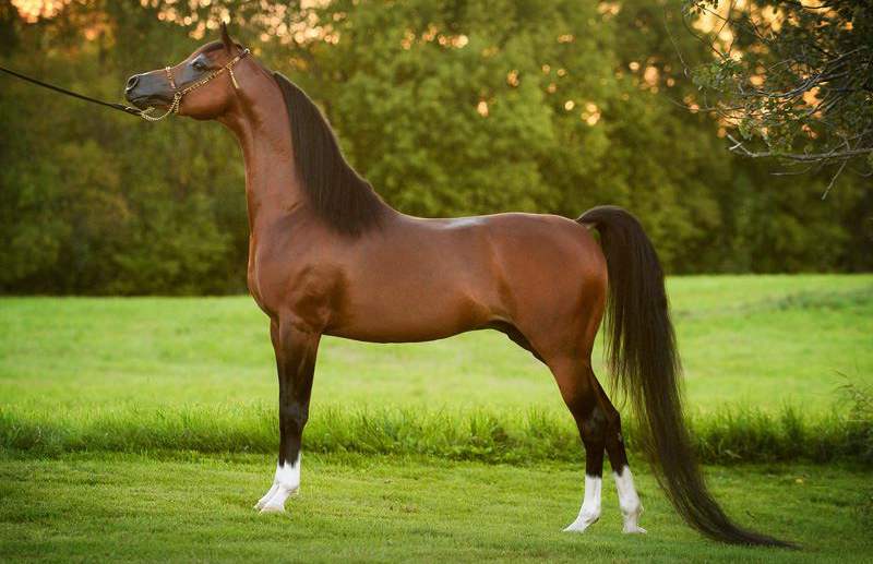 Арабская лошадь скаковая — характеристики породы, особенности и перспективы разведения в россии.