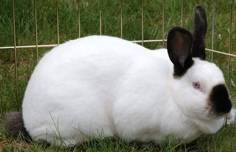 Калифорнийский кролик: описание породы и разведение