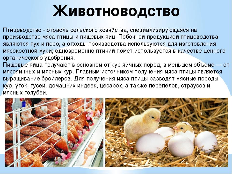 Современное птицеводство в россии | cельхозпортал