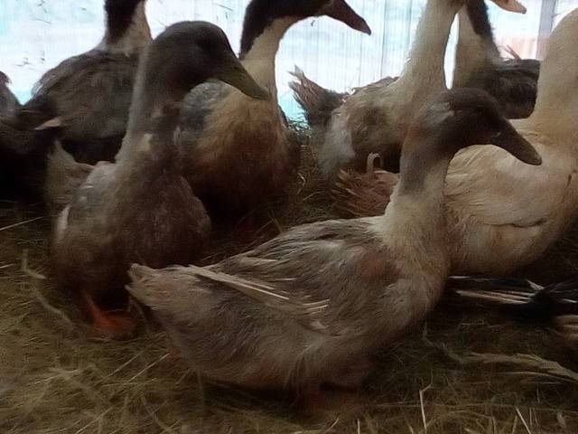 Крупная утка голубой фаворит – неприхотливый кросс мясо-яичной продуктивности
