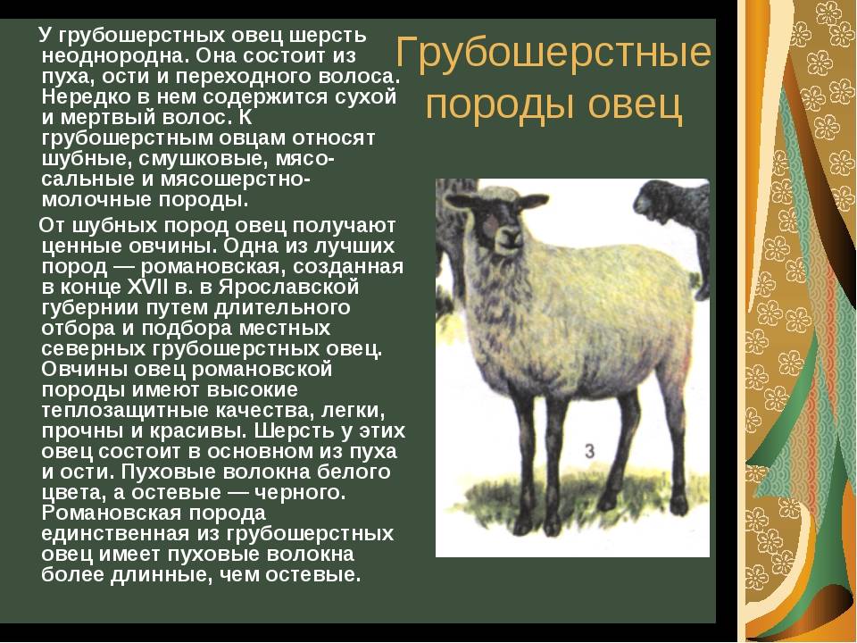 Каракульская порода овец: характеристика, особенности содержания