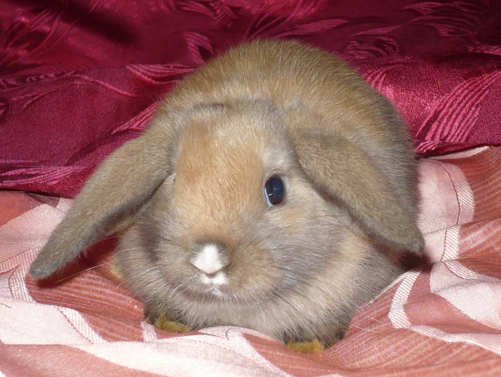 Кролик вислоухий баран — основные правила для домашнего содержания