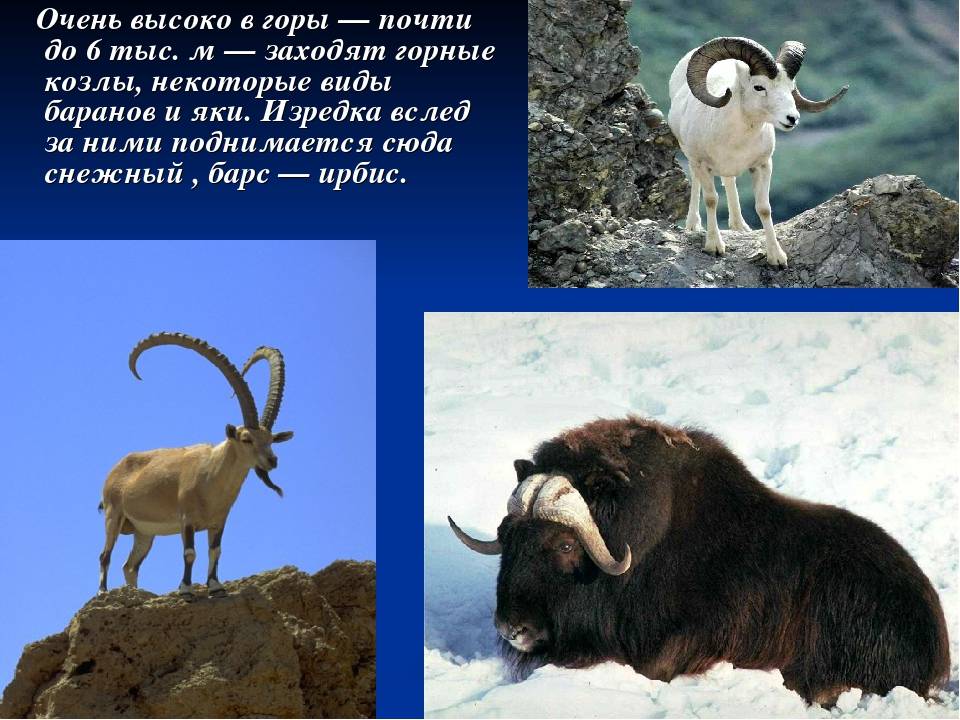 Горный козел кавказский тур – животное занесено в красную книгу