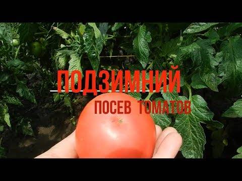 А вы сажаете томаты под зиму?: группа практикум садовода и огородника