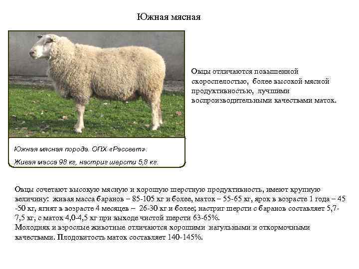 Овцы мясных пород, породистые овцы, какой бараний вес и мясо-сальные овцы в россии