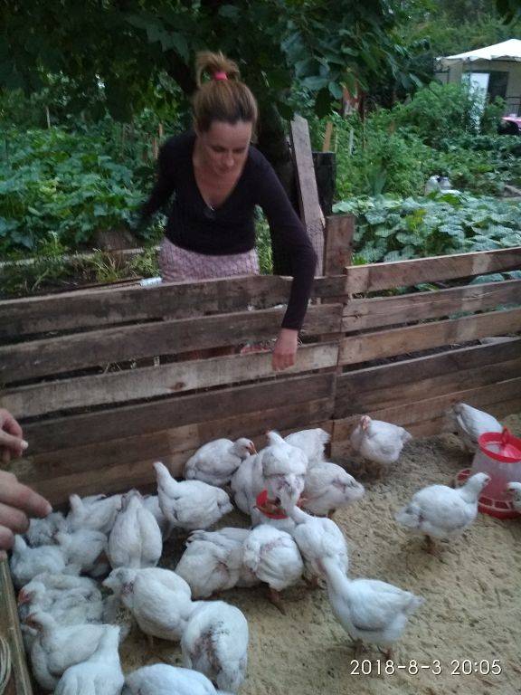 Как правильно выращивать цыплят бройлеров, условия и уход