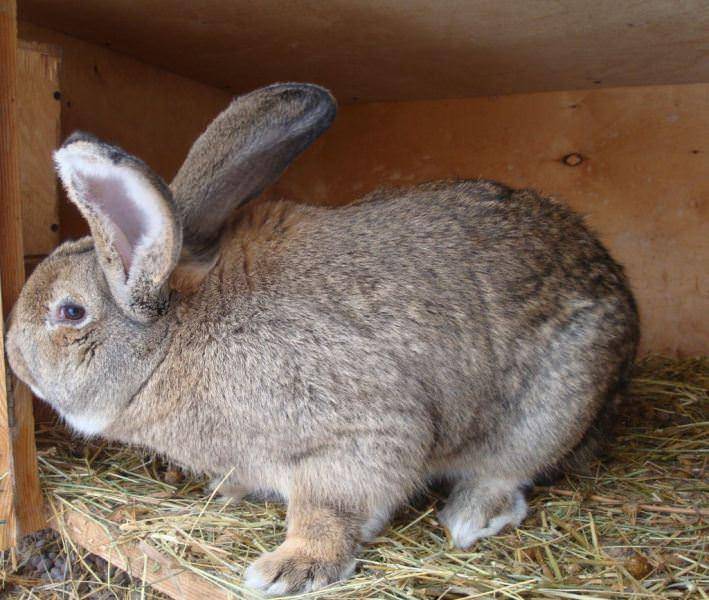 Описание и характеристики немецкого кролика породы ризен