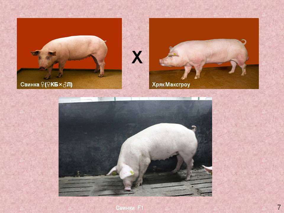 Породы свиней мясного направления продуктивности
