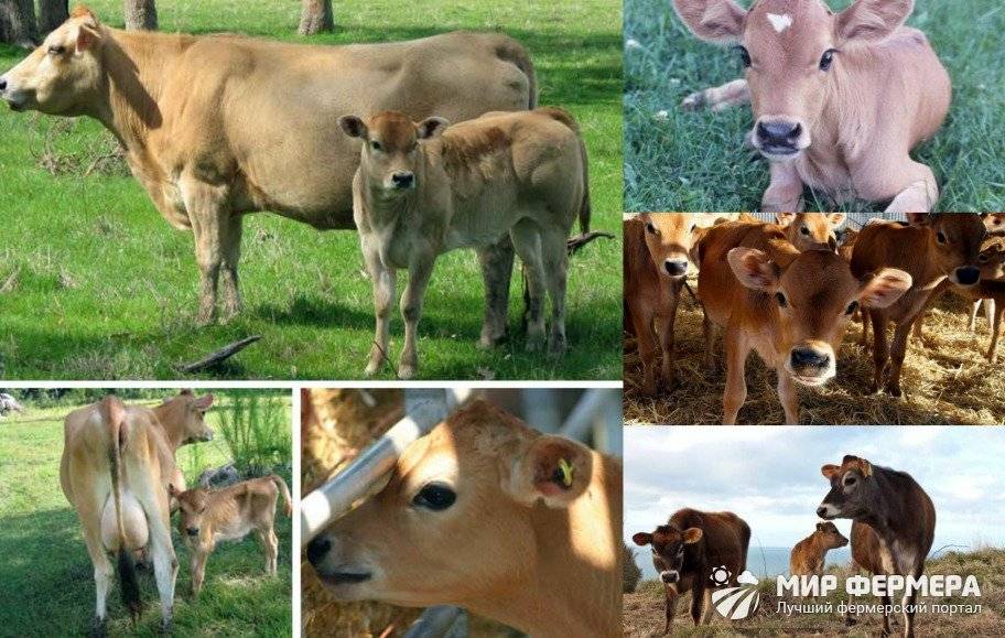 Джерсейская порода коров: характеристика и отзывы