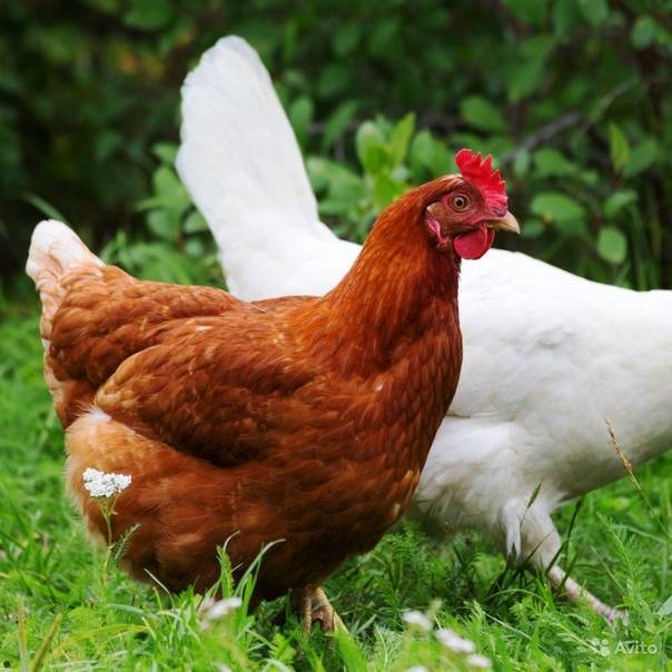 Курицы-несушки хайсекс: описание породы, особенности содержания и ухода