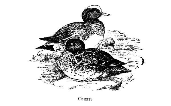 Чирок: маленькая уточка, речной свистунок, описание и характеристика птицы