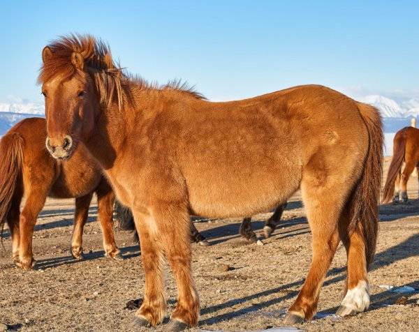 Ахалтекинская лошадь (akhal-teke breed) фото и история породы