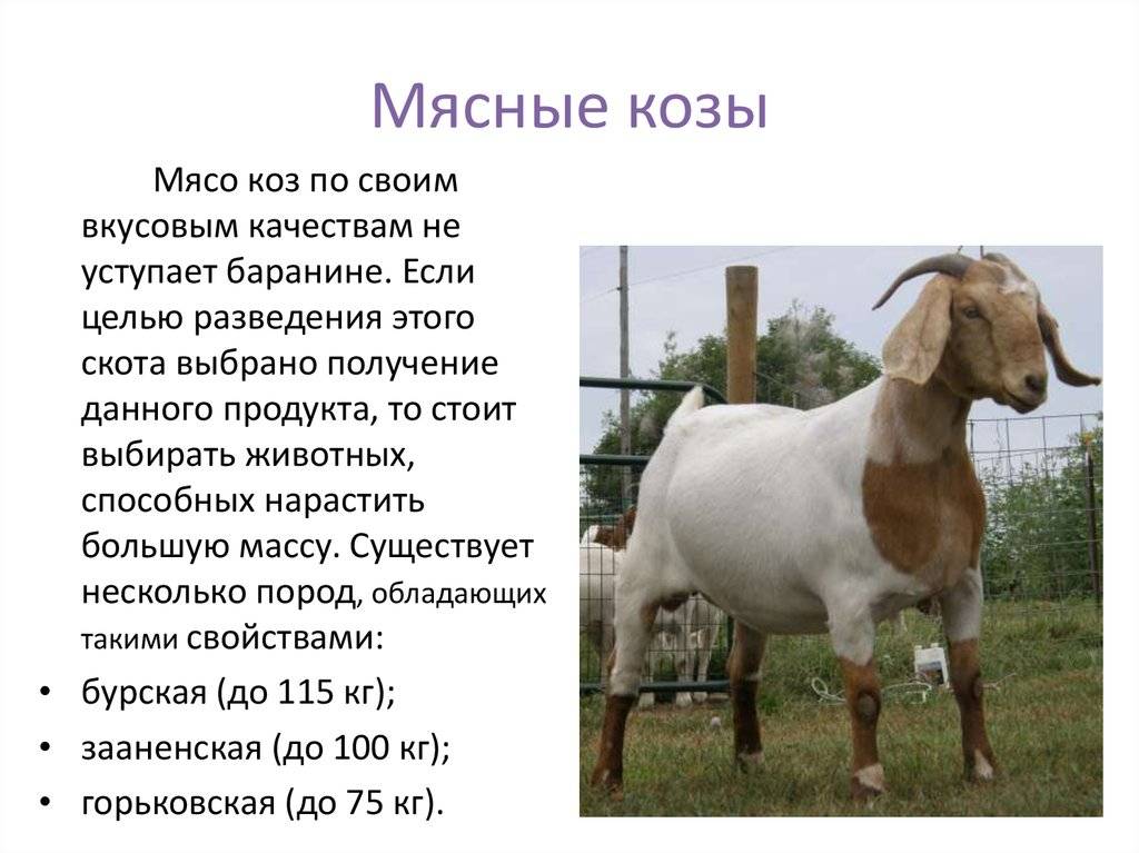 Бурские козы: описание породы с фото, продуктивность, содержание, уход и разведение