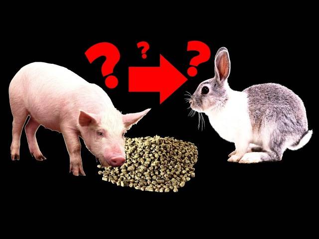 Можно ли дать кролику свиной комбикорм?