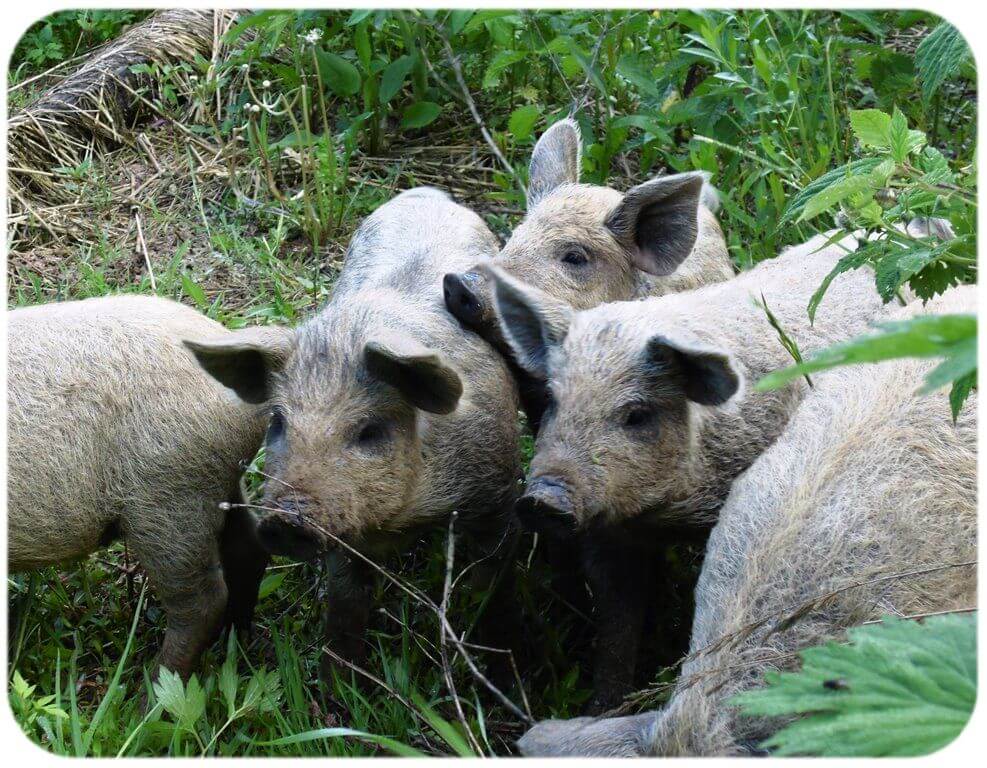 Порода свиней венгерская мангалица