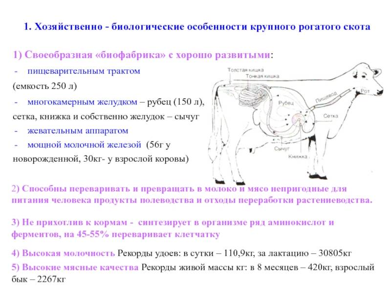 Белые выделения у коровы после осеменения (фото и видео)