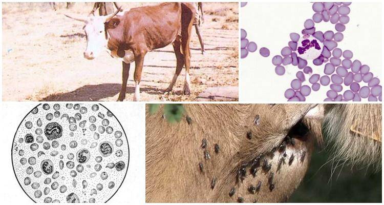 Бруцеллез крс: симптомы, диагностика, лечение животных, профилактика болезни
