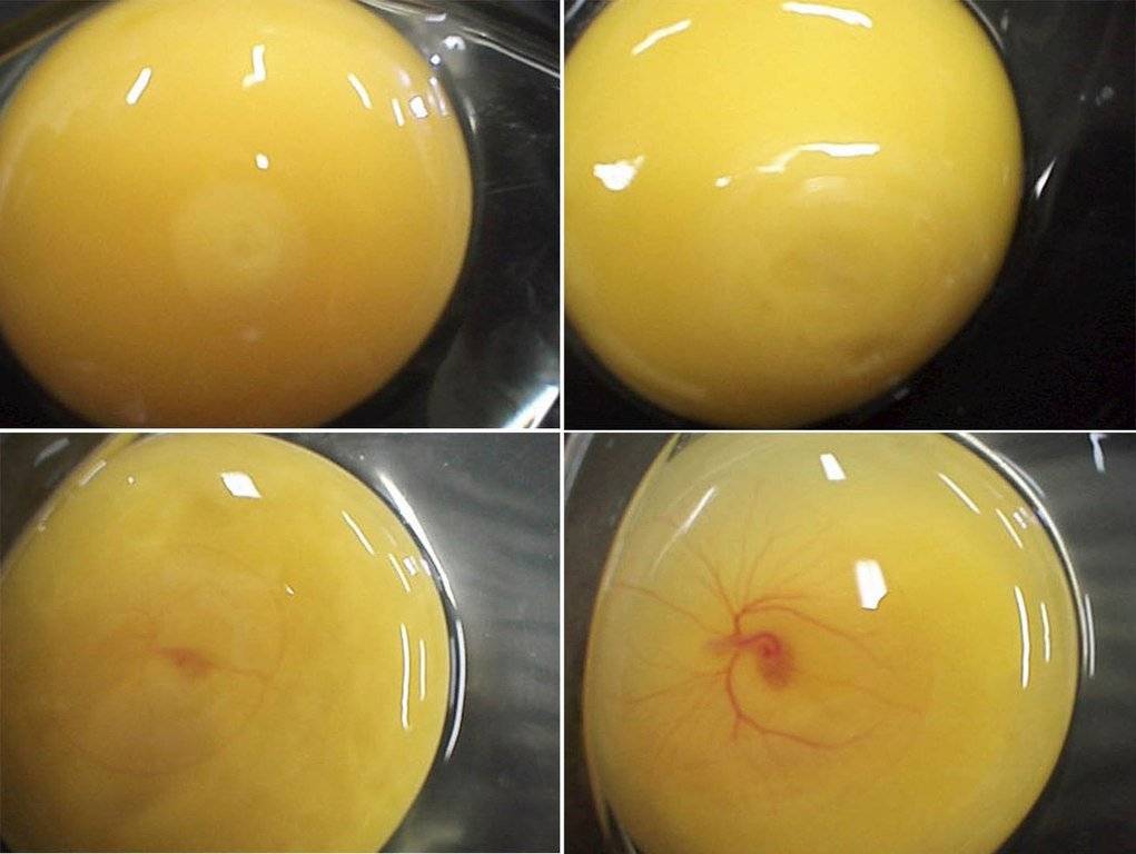 Как определить оплодотворенность инкубационного яйца