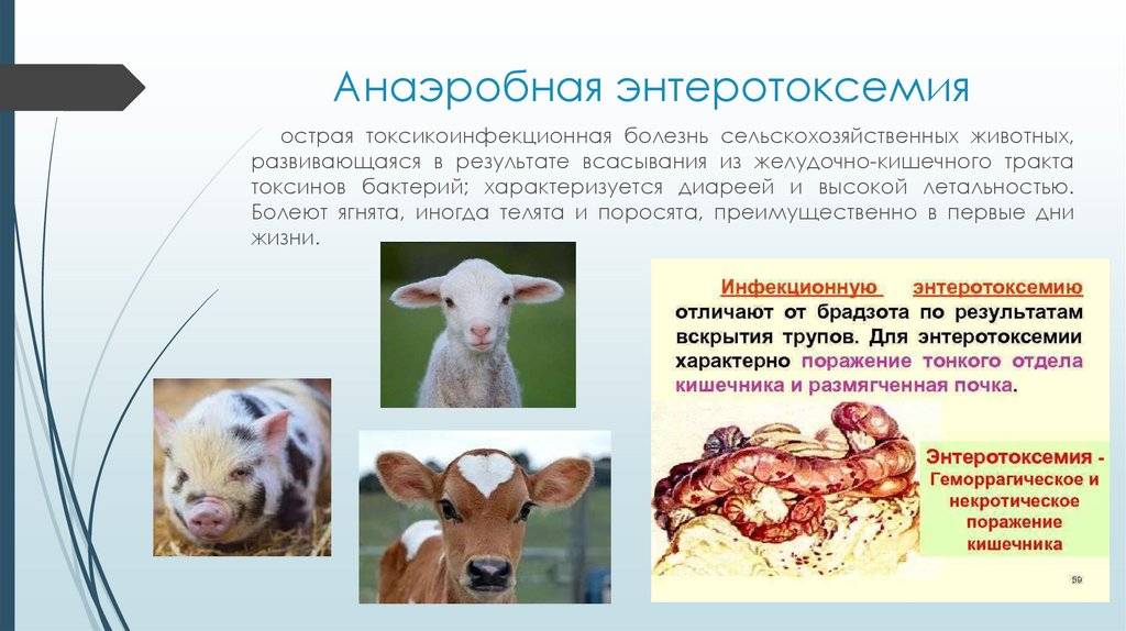 Гемонхоз у овец и коз: причины, симптомы, диагностика и лечение гемонхоза у жвачных животных (мрс и крс) | апиценна