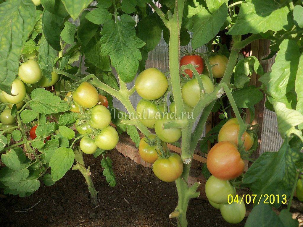 Томат ляна: урожайность. характеристика и описание сорта