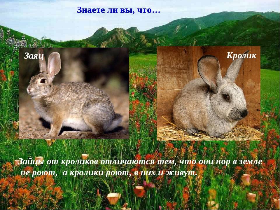 Чем отличается кролик от зайца или основные различия видов.