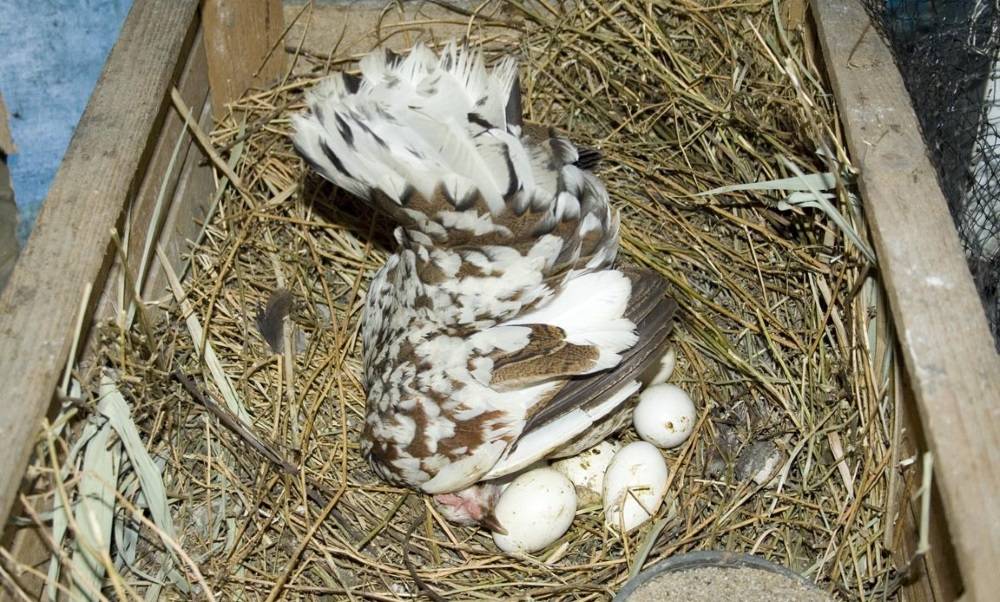 Сколько курица высиживает яйца: выбор наседки и отбор яиц