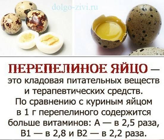 Перепелиные яйца: 26 полезных и 4 вредных свойства