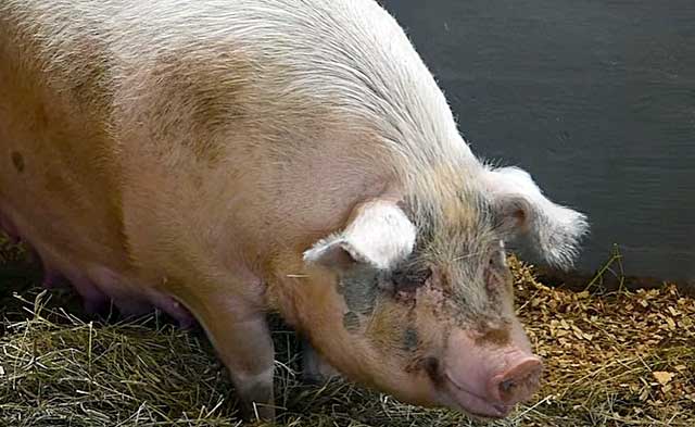 Как узнать супоросная свинья или нет в домашних условиях