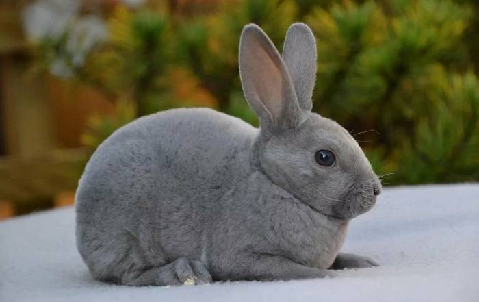 Кролики рекс: описание породы, все о породе кроликов рекс