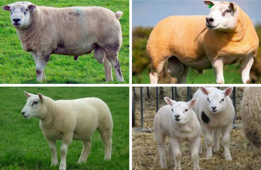 Порода овец тексель — описание, продуктивность, достоинства и недостатки