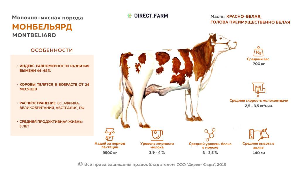 Молочные породы коров: как выбрать буренок этого направления в россии, какие самые лучшие, и описание и фото высокоудойных, мясо-молочных видов