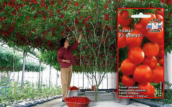 Томатное (помидорное) дерево спрут f1: выращивание в открытом грунте, посадка и уход + отзывы и фото